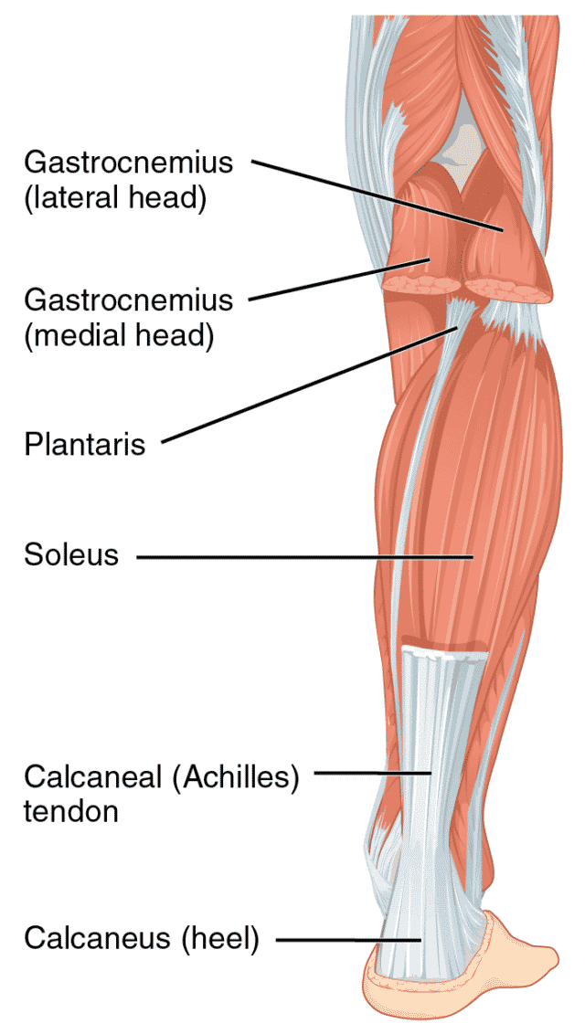 posterior leg muscles